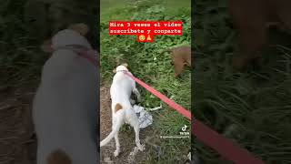 caninos llegaremos muy lejos con tu Apollo dog suscríbete y comparte grasias por tu apollo dog [upl. by Inavoy]