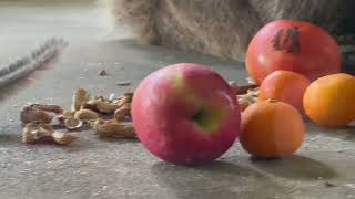 Daredevil Chipmunk Gets Up Close With Bear to Steal Food [upl. by Wilona]