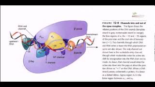 RNA polymerase Sigma factor and clefts [upl. by Tj]