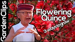 Flowering Quince  Chaenomeles  how to grow flowering quince  3 ways to propagate quince [upl. by Erihppas]