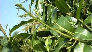 Mango Flowering Stages [upl. by Rosenblatt]