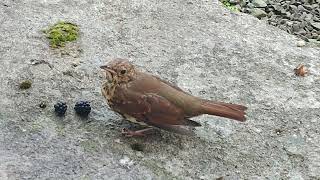 Little thrush in recovery mode after a minor flying incident [upl. by Sair241]