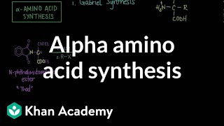 Alpha amino acid synthesis  Chemical processes  MCAT  Khan Academy [upl. by Demmy]