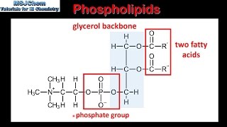 B3 Phospholipids SL [upl. by Alleris139]