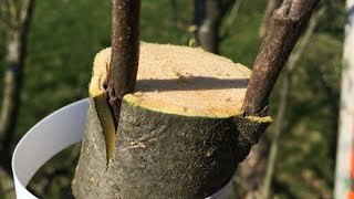 Obstbaum veredelnAnleitung und Erfahrungsbericht beim ersten Mal [upl. by Yrrol]