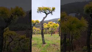 bonsai 황금소나무 Korean ansu goldpine 조형소나무 소나무전지 [upl. by Cynde970]