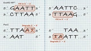 DNA Blunting Tutorial [upl. by Malita633]