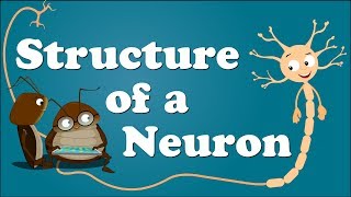 Structure of a Neuron  aumsum kids science education children [upl. by Orianna937]