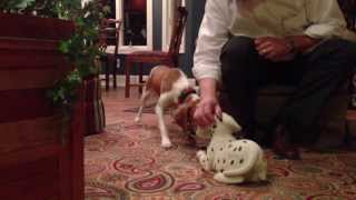 American Brittany barking at ceramic Dalmation [upl. by Willman]