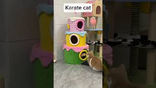 Karate cat cat kucing kucinglucu pets [upl. by Tutto]