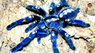 Caranguejeira Azul a Aranha Mais Bonita do Mundo  Tarântula Azul Poecilotheria metallica [upl. by Meehaf398]