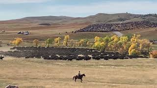 Buffalo Roundup at Custer state park in South Dakota 2023 see SDPB link below [upl. by Yror]