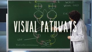 Neuroanatomy S1 E6 Visual Pathways neuroanatomy ubcmedicine [upl. by Animar]