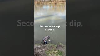 WDFW opened second smelt dip on March 5 2024 fishing cowlitz fish outdoors washington fish [upl. by Hcib105]