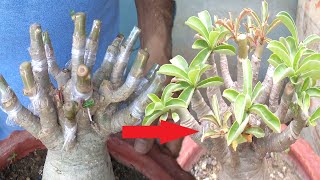 A Z of Adenium Grafting [upl. by Wulfe]