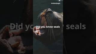 🦭🦭Seals life story 🦭🦭 sealife seal sealions animals seals [upl. by Benilda]