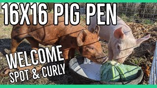 Building a Simple 16x16 Pig Pen Welcoming Spot amp Curly to the Homestead [upl. by Bettzel]