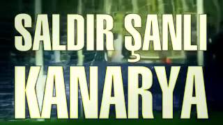 Fenerbahçe Marşı SALDIR ŞANLI KANARYA 2013 [upl. by Eniamrahc992]