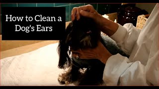 How to Clean a Shih Tzus Ears [upl. by Notneiuq386]