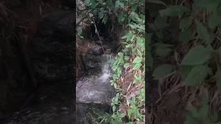 Streams of Bidyang Village nature ytshots amazingshorts [upl. by Bernetta]