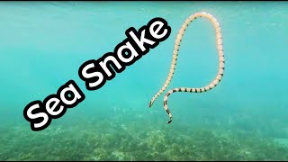 Swimming with the deadliest snake on Earth Belcher Sea Snake [upl. by Latrina]