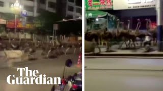 Ostrich run more than 80 birds race through streets of Chongzuo China [upl. by Ylatan]