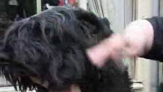 How to Brush a Bouvier [upl. by Fital]