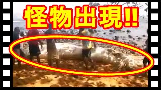 ビーチ騒然！！世界各地で突如現れる「グロブスター」映像まとめ [upl. by Eiznikcm]