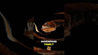 The Dragonfish The Most Disturbing Deep Sea Predator [upl. by Reinke]