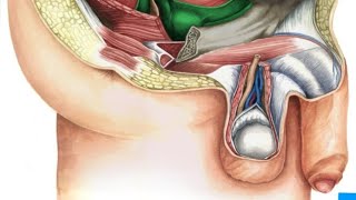 Pelvis amp perineum ischiorectal fossa [upl. by Sirc]