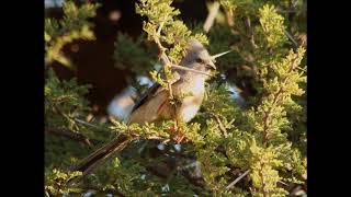 White backed Mousebird call [upl. by Neenahs]