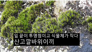 산고깔바위이끼 Grimmia donniana Sm ex Spruce [upl. by Cloris]