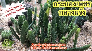 กระบองเพชร กลางแจ้ง Opuntia robusta monstrosa โอพันเทีย โรบัสต้า มอนสโตรซา MookCactus [upl. by Nosemyaj]