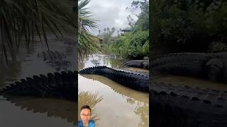 Met a lot of crocodiles while fishing fishing [upl. by Annaiel]