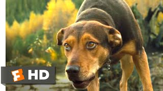 Top 13 Dog Movies [upl. by Nnaaras]