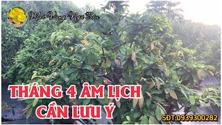 Chăm sóc mai vàng tháng 4 âm lịch cần lưu ý những vấn đề gì [upl. by Stanhope]