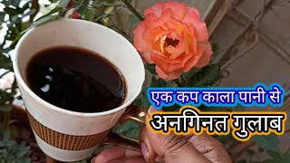 🔴Growing Rose plant for floweringOrganic homemade fertilizer for maximum growths amp flowers on rose [upl. by Dusen40]