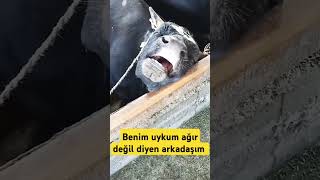 Uykusu ağır bir arkadaşına gönder boğa inek hayvan hayvanlar inekler ytviral adorable keşfet [upl. by Brod]