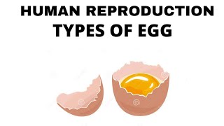 TYPES OF EGGMICROLECITHALMESOLECITHALMACROLECITHALISOLECITHALTELOLECITHALCENTROLECITHAL EGG [upl. by Skantze]