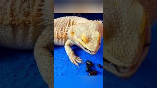 Feeding Your Bearded Dragon the WRONG Insects 2 [upl. by Millda]