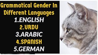 Grammatical Gender In Different Languages  English  Urdu  Arabic  Spanish  German  UrduHindi [upl. by Vharat]