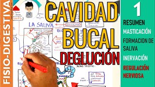 FISIOLOGIA de la CAVIDAD BUCAL MASTICACION Formación de SALIVA INERVACIÓN REFLEJOS  Digestivo [upl. by Kylen289]