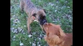 chien drole chien mignonfunny dogfunny dogs video 2016funny dogcrazy dogchien qui joueboxer [upl. by Alysoun]