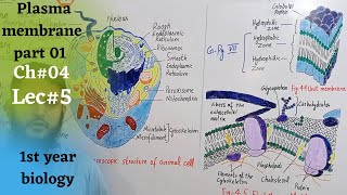 Plasma membrane  Cell membrane class 11  part 1 [upl. by Alyahc]