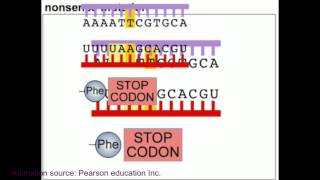 DNA Replication In Eukaryotes  Initiation [upl. by Rivy596]