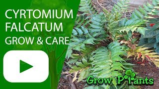 Cyrtomium falcatum  grow amp care Japanese holly fern [upl. by Enhpad]