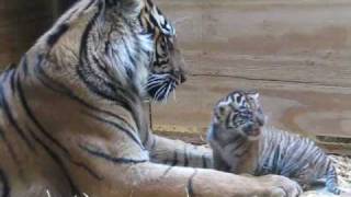 Tiger Cub Day 30  Grooming by Mom [upl. by Press]