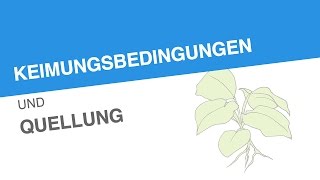 KEIMUNGSBEDINGUNGEN UND QUELLUNG  Biologie  Biologie der Pflanzen und Pilze Mittelstufe [upl. by Jerrol180]