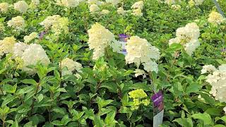 Hydrangea Strawberry Sundae®  Outstanding Compact Flowering Shrub With Gorgeous Large Flowers [upl. by Kassandra]