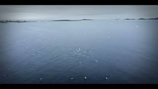 quotGannets Feeding Frenzy Spectacular Diving at Main Rock Greenspond Bonavista Bay Newfoundlandquot [upl. by Mccutcheon426]